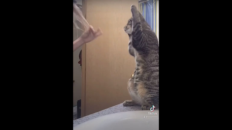 Γάτα μιμείται την ιδιοκτήτριά της